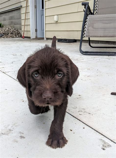 Pudelpointer Puppies For Sale 2020 Pudelpointer Puppy For Sell