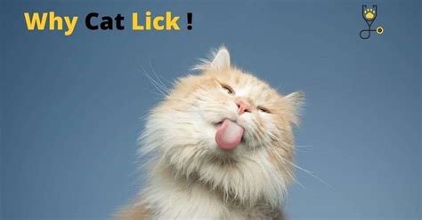 Why Do Cats Lick Themselves And Is It Harmful Veterinary Articles