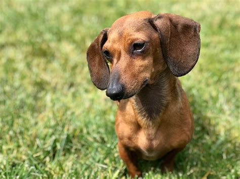 Dachshund Pictures And Informations Dog