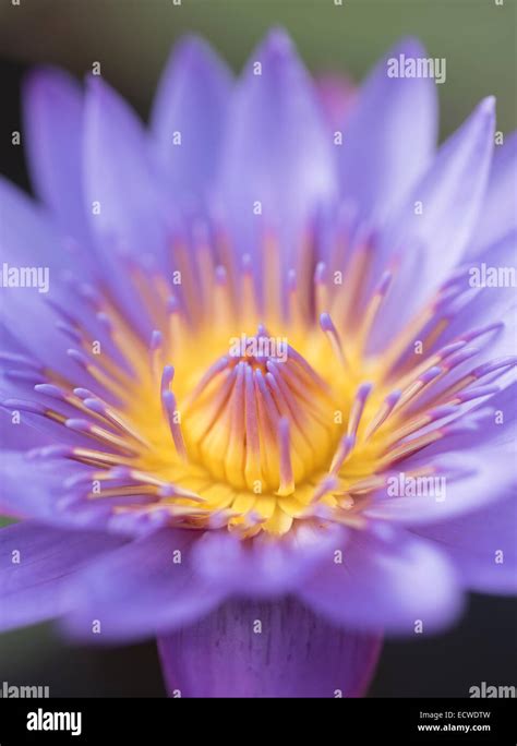 Water Lily Nymphaeaceae Water Lilies Flower Stock Photo Alamy