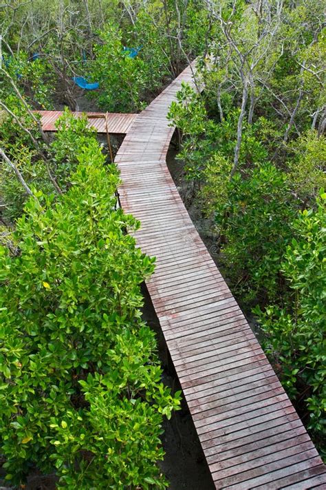 Wood Path Mangrove Forest On Top Stock Photo Image Of Scene Brown