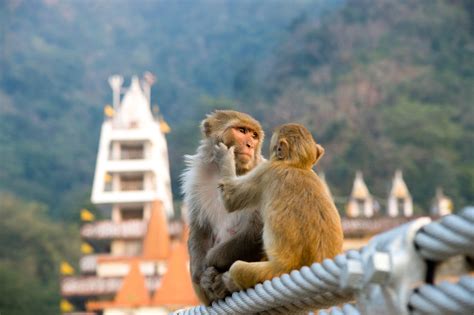 Enter The Primate World Habitat Of Monkeys And Where They Live
