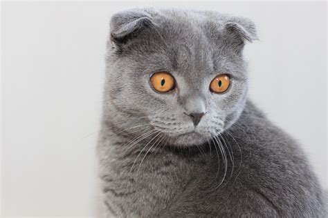 Scottish Fold Cat Wallpapers Images Photos Pictures