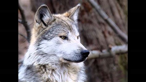 Gray Wolf Facts Youtube