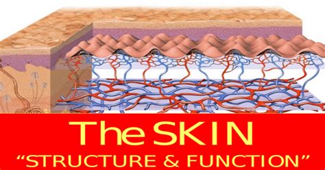 Skin Structure And Function Ppt Powerpoint