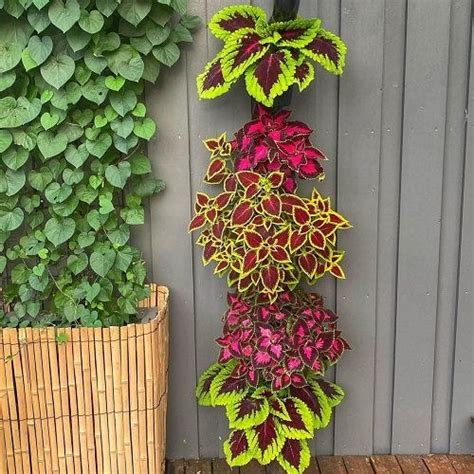 From Borders To Topiaries Inspired Coleus Display Ideas For Every