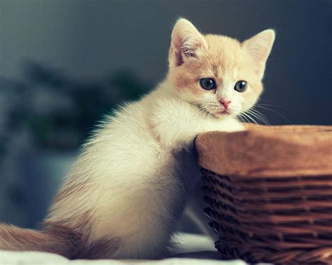 25+ galeri foto kucing lucu bangeet & 10 tips merawat kucing bagi pemula by sarmin_hi. Gambar Kucing Lucu Buat Wallpaper - WallpaperShit