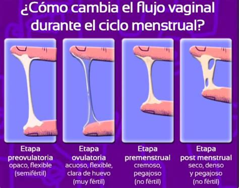 Fases Del Ciclo Menstrual Ovulación Femme