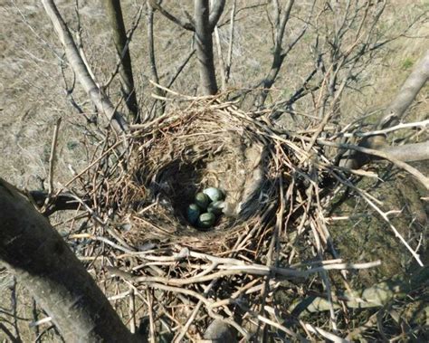When Do Crows Lay Eggs 13 Fascinating Crow Egg Facts