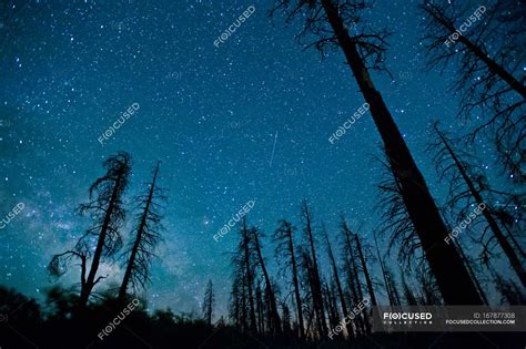 Night Sky With Trees In Foreground Grand Canyon National Park Arizona