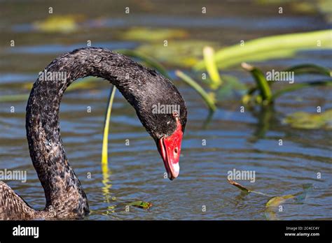 Birds Black Swan Paddling On Lake Wendouree In Ballarat Victoria