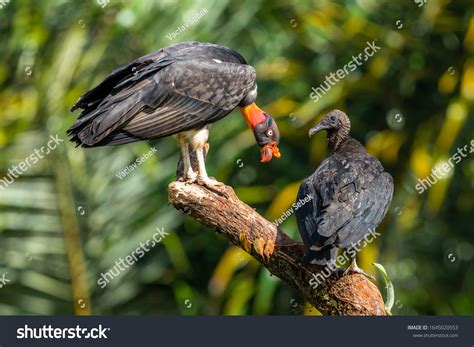 King Vulture Sarcoramphus Papa Large Bird Stock Photo 1645020553