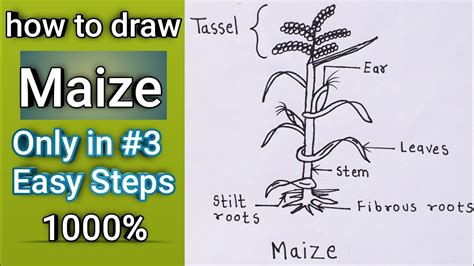 How To Draw Maize Plant Step By Step Easily Way In Simple Steps 1000