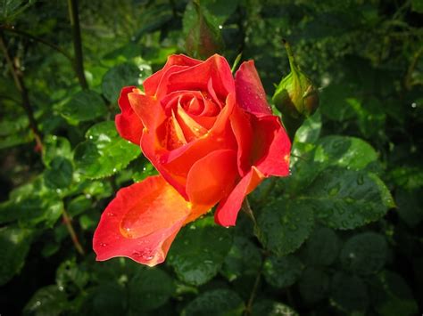 Premium Photo Beautiful Red Rose With Dew Drops In The Garden On A