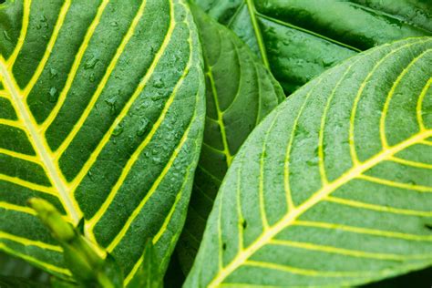 Green Tropical Leaves Free Stock Photo Public Domain Pictures