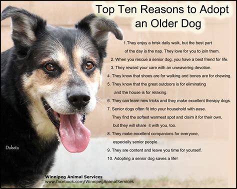 74 Best Images About Senior Dogs Rock On Pinterest