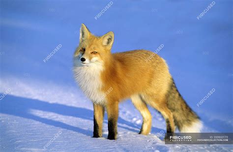 Adult Red Fox Standing In Snow In Sunlight — Selective Focus Close