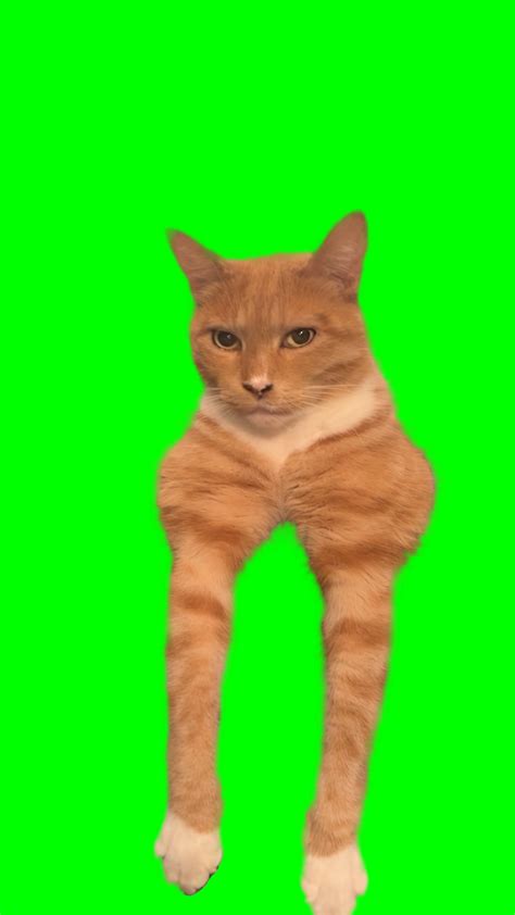 Orange Cat Mewing Orange Cat Looksmaxxing Meme Green Screen