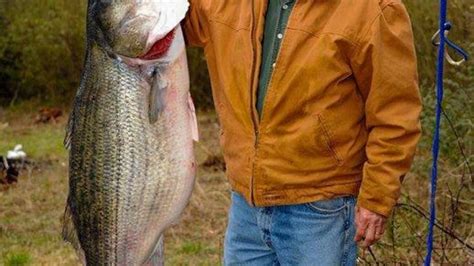 World Record Striper Caught By Alabama Angler