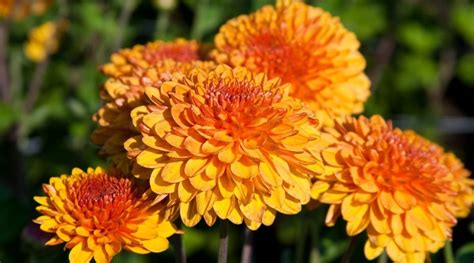 21 Orange Perennial Flowers With Names And Pictures 2022