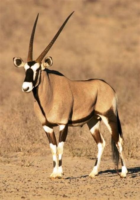 Gemsbok Antelope Stock Photograph K0366106 Africa Animals African