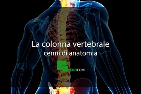 Tavola Anatomica La Colonna Vertebrale Anatomia E Patologia Vr L
