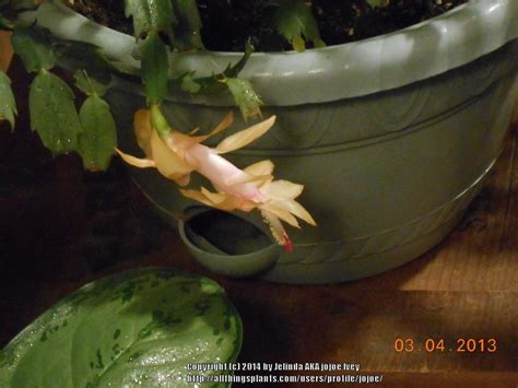 Always place pebbles, charcoal or broken clay pot. Cactus and Tender Succulents forum: Terra cotta vs ...