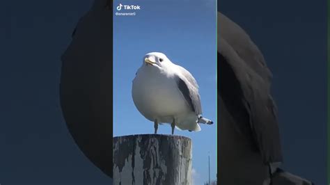 Screaming Seagull Youtube