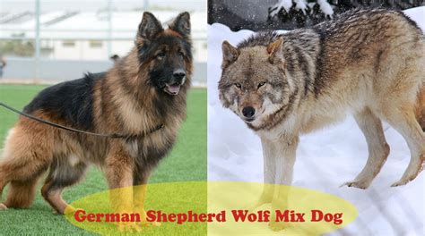 German Shepherd Wolf Mix Dog Breed Information