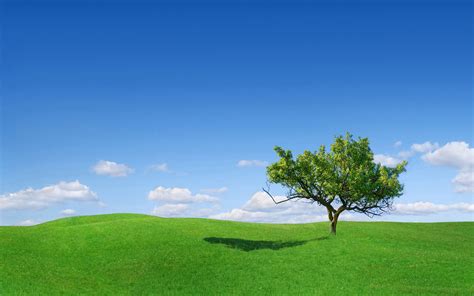 Nature Tree Green Blue Sky Filed Wallpapers Hd Desktop And