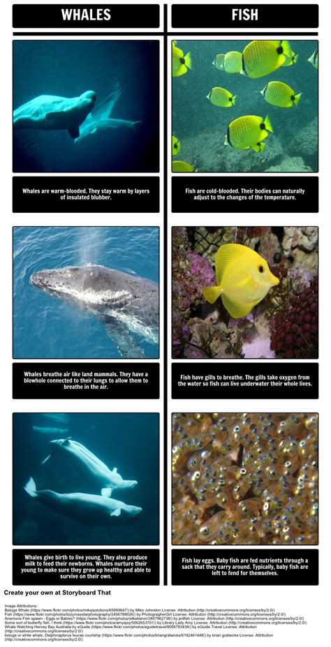 Whats The Difference Between Marine Mammals And Fish Check Our