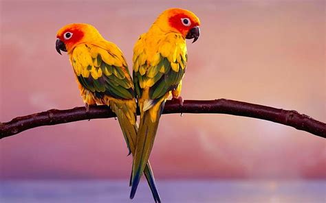 Parrots Pair Branch Birds Hd Wallpaper Wallpaperbetter