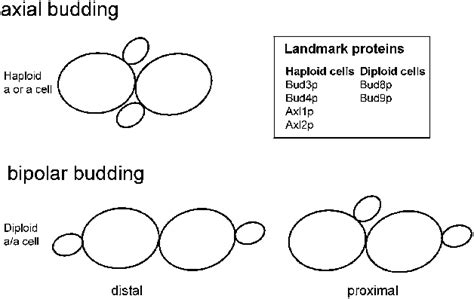 Different Budding Patterns In Haploid And Diploid S Cerevisiae