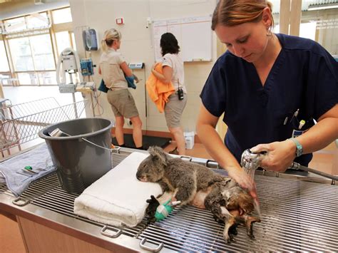 How To Become A Veterinarian