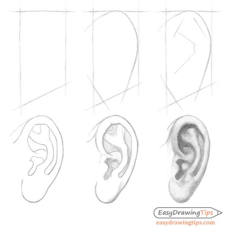 How To Draw An Ear Step By Step Side View