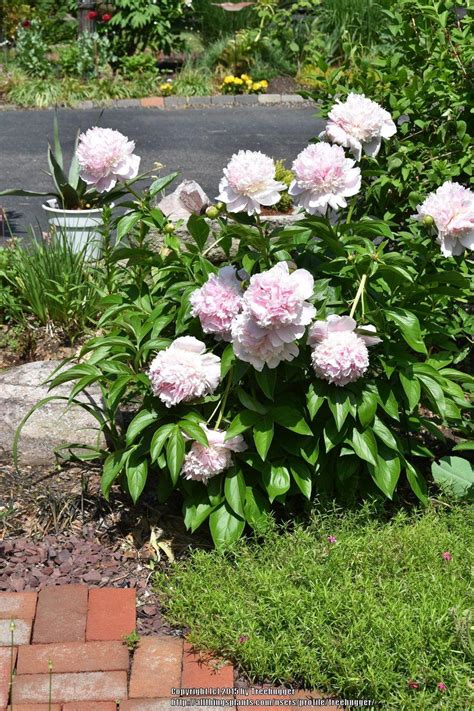 Photo Of The Entire Plant Of Peony Paeonia Lactiflora Sarah Bernhardt