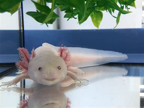 The Largest Genome Ever Decoding The Axolotl Mpi Cbg