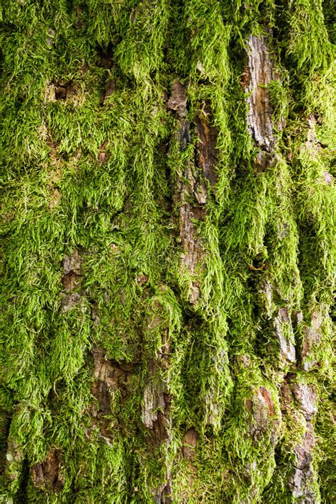 Tree Bark Covered With Green Moss Stock Image Image Of Moss