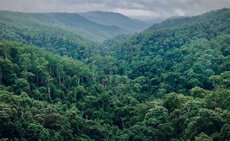 Inilah 5 Daerah Dengan Hutan Terluas Di Indonesia Matakota News