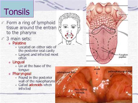 Lymphatic System Review Introduction Components Lymph Is