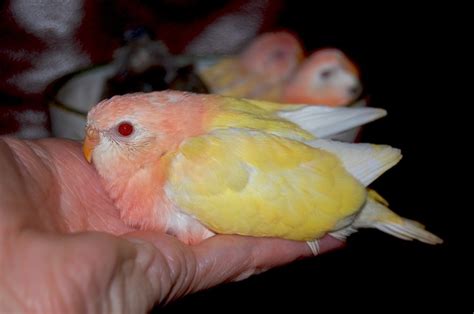The Splendid Bourke Bird Blog Lutino Bourke Parakeets On A Happy Note