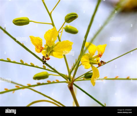 Yellow Flowers Of A Jerusalem Thorn Tree Or Palo Verde Parkinsonia