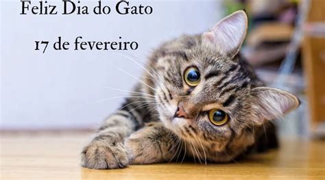 17 De Fevereiro Dia Mundial Do Gato Porto Ferreira Online