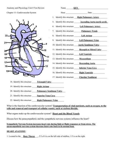 40 The Cardiovascular System Worksheet Worksheet Database