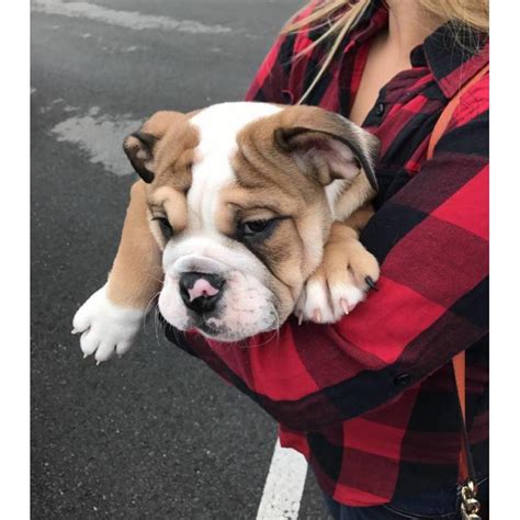 2 Months Old Male English Bulldog Puppy In Los Angeles