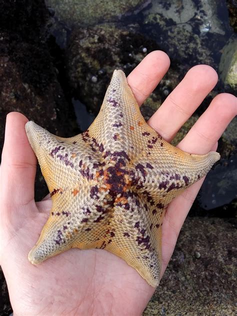 Tidepool Treasures Bat Stars