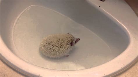 Baby african pygmy hedgehogs taking their first bath. Hedgehog bath - YouTube