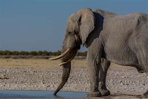 Elephant Etosha National Park Namibia African Safari Safari