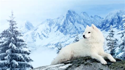Dogs Winter White Snow Spruce Samoyed Dog Hd Wallpaper Rare Gallery