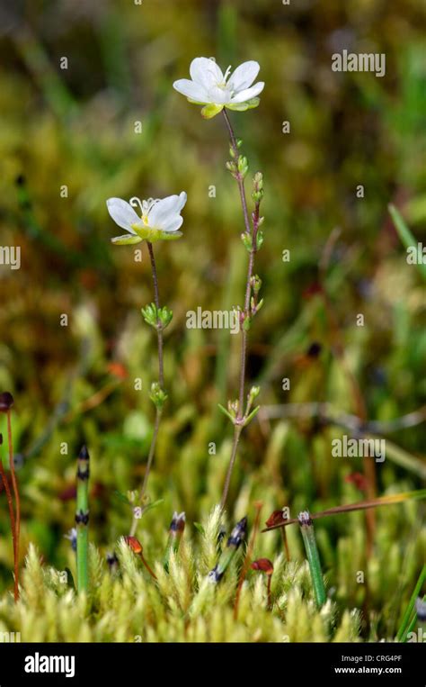 Pearlwort Hi Res Stock Photography And Images Alamy